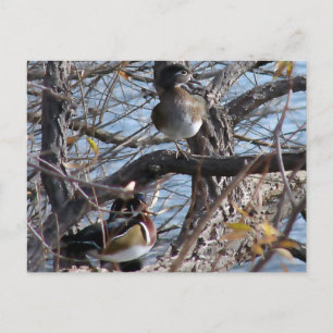 Holzenten in einem Baum Postkarte
