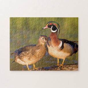 Holzenten und Weibchen auf Baumstamm im Feuchtgebi Puzzle