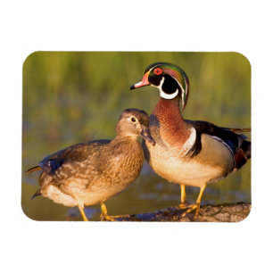 Holzenten und Weibchen auf einem Baumstamm im Feuc Magnet