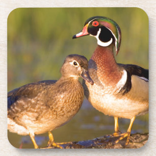 Holzenten und Weibchen auf einem Baumstamm im Feuc Untersetzer