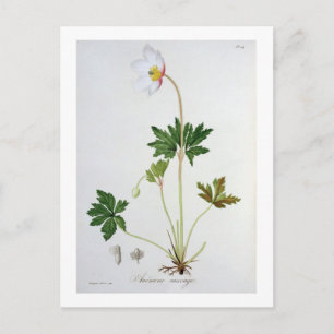 Hölzerne Anemone von "Phytographie Medicale" durch Postkarte