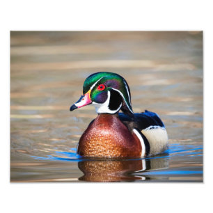 Hölzerne Ente in einem Teich Fotodruck