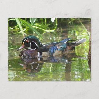 hölzerne Ente Postkarte