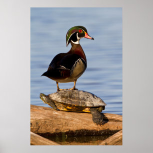 Hölzernmännchen stehend auf Red Oared Slider Poster