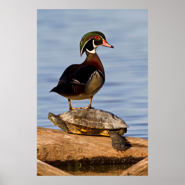 Hölzernmännchen stehend auf Red Oared Slider Poster (Vorne)