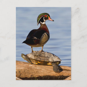 Hölzernmännchen stehend auf Red Oared Slider Postkarte