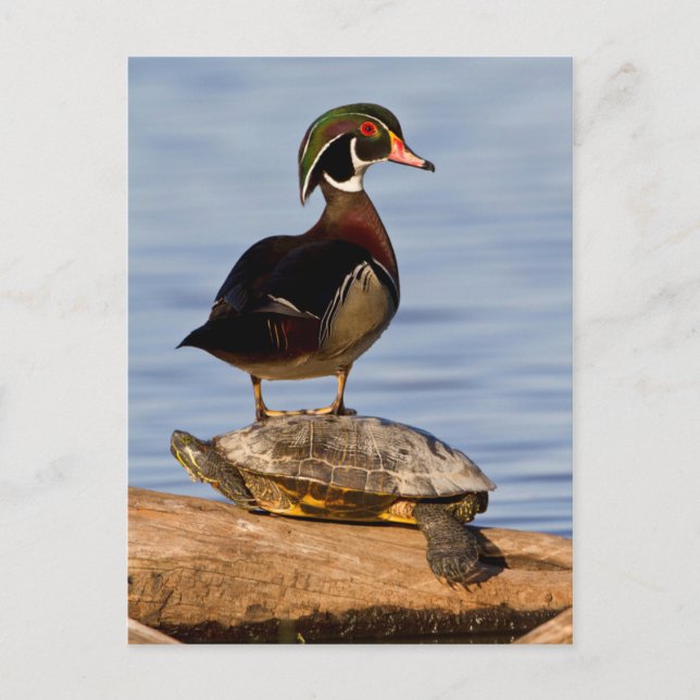 Hölzernmännchen stehend auf Red Oared Slider Postkarte (Vorderseite)