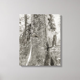 Holzfäller mit riesiger Tanne, 1905. Vintage-Foto Leinwanddruck