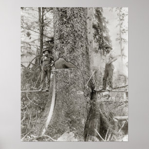 Holzfäller mit riesiger Tanne, 1905. Vintage-Foto Poster
