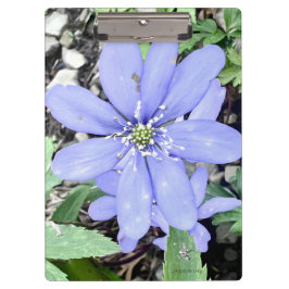 Holzflüster - lila Wildblume in der Quelle Klemmbrett