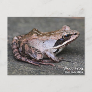Holzfrosch Postkarte