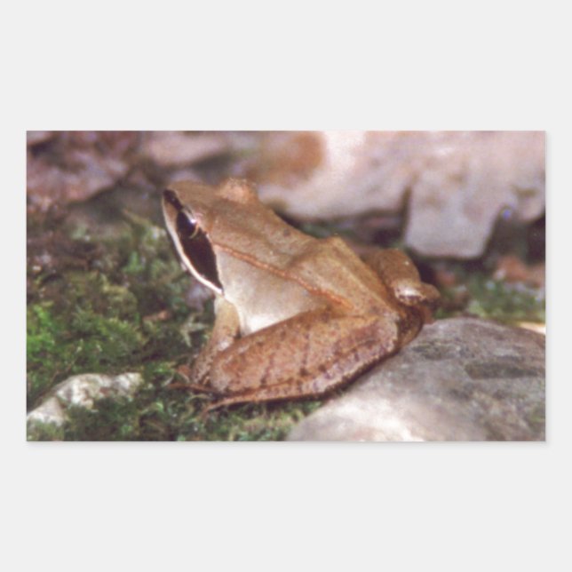 Holzfrosch Rechteckiger Aufkleber (Vorderseite)