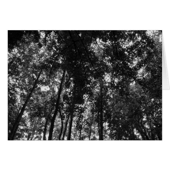 Holzkanopie 01 BW (Vorderseite (Horizontal))