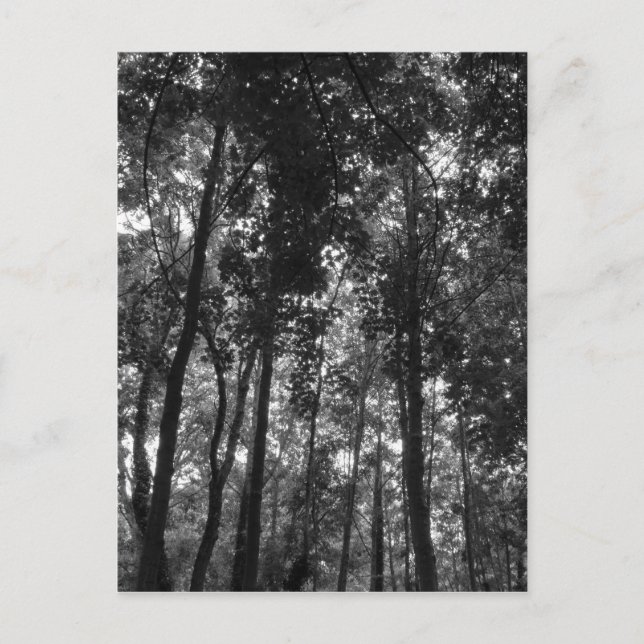 Holzkanopie 02 BW Postkarte (Vorderseite)