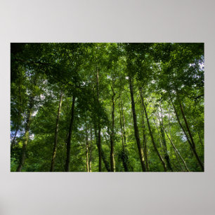 Holzkanopie. Blackweir Woods, Bute Park Poster