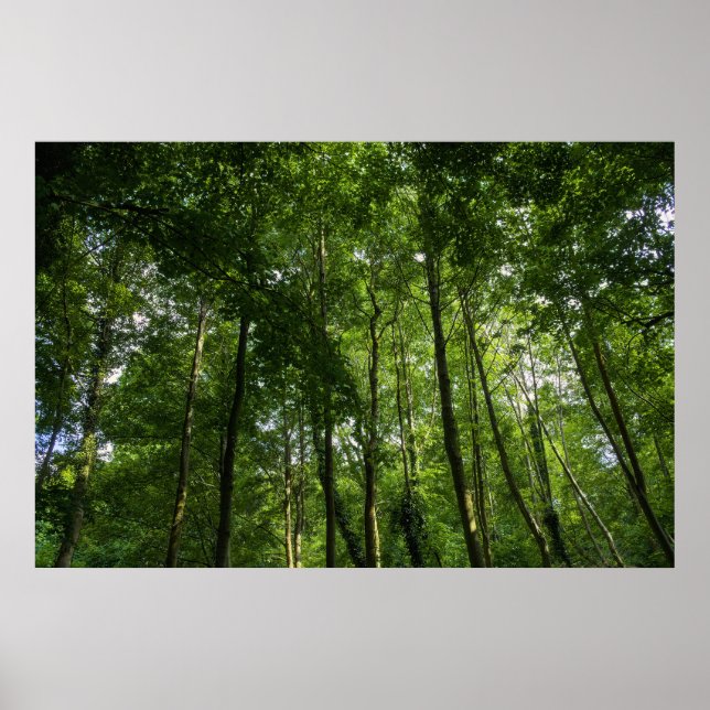 Holzkanopie. Blackweir Woods, Bute Park Poster (Vorne)