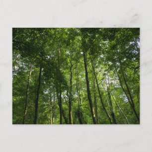 Holzkanopie. Blackweir Woods, Bute Park Postkarte