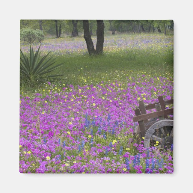 Holzkart im Feld Phlox, Blaue Bonnets mit Magnet (Vorne)