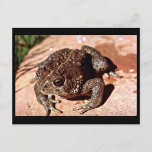 Holzkröte Postkarte