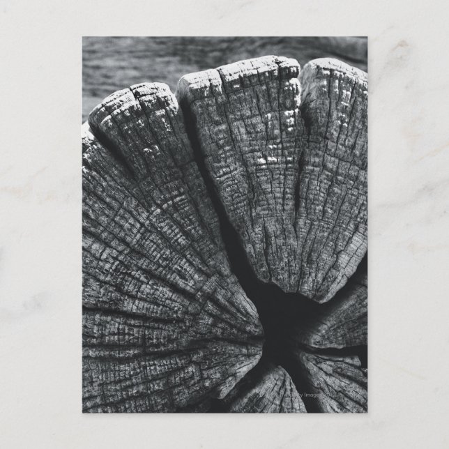 Holzmaserung Detail Postkarte (Vorderseite)