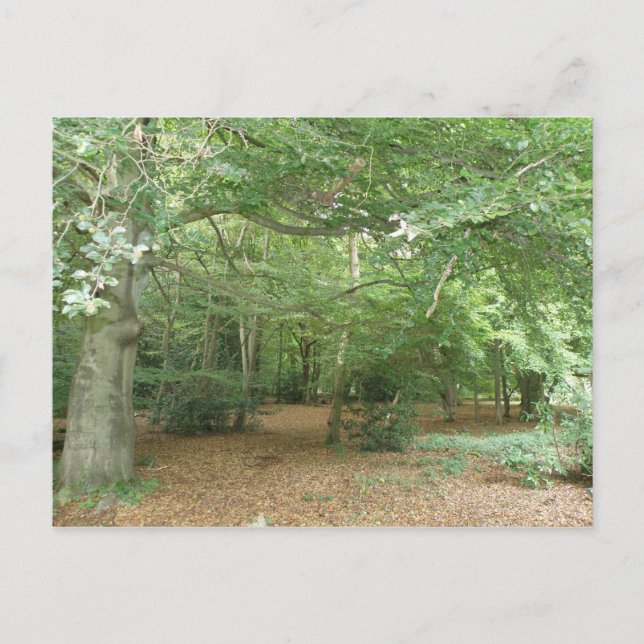 Holzraumaufbereitung Postkarte (Vorderseite)