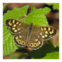 Holzschmetterling