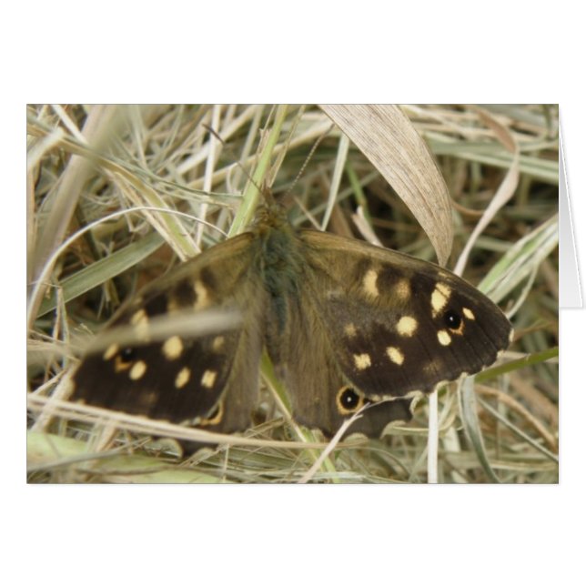 Holzschmetterlingskarte (Vorderseite (Horizontal))