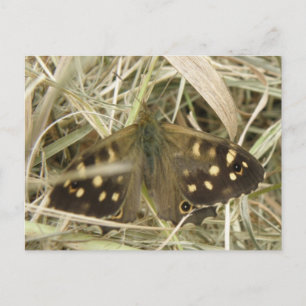 Holzschmetterlingskarte Postkarte