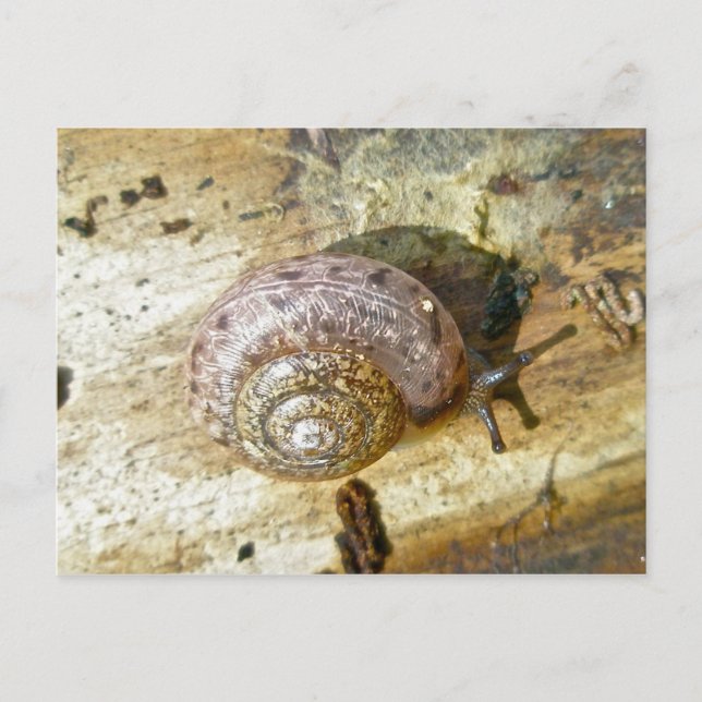 Holzschnecke Postcard Postkarte (Vorderseite)
