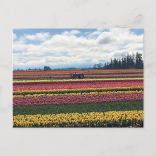 Holzschuh-Tulpenfarm, Woodburn, Oregon Postkarte
