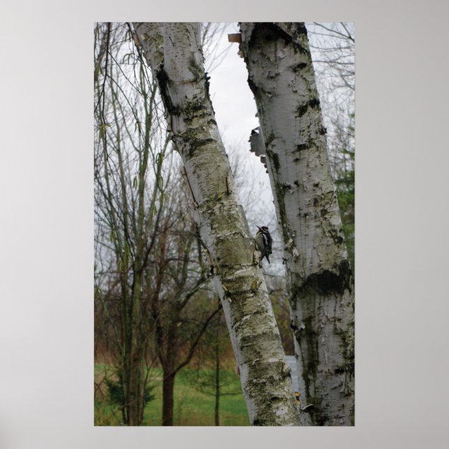 Holzspecht im Frühjahr Poster (Vorne)