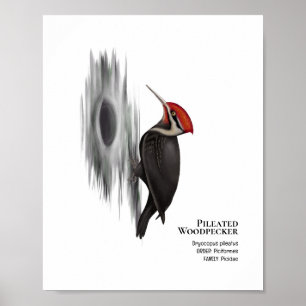 Holzspecht, männlicher Vogel Poster