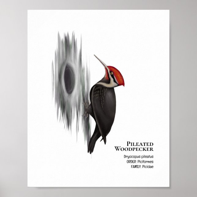 Holzspecht, männlicher Vogel Poster (Vorne)