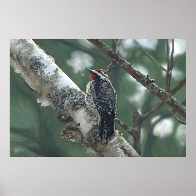 Holzspecht Poster (Vorne)