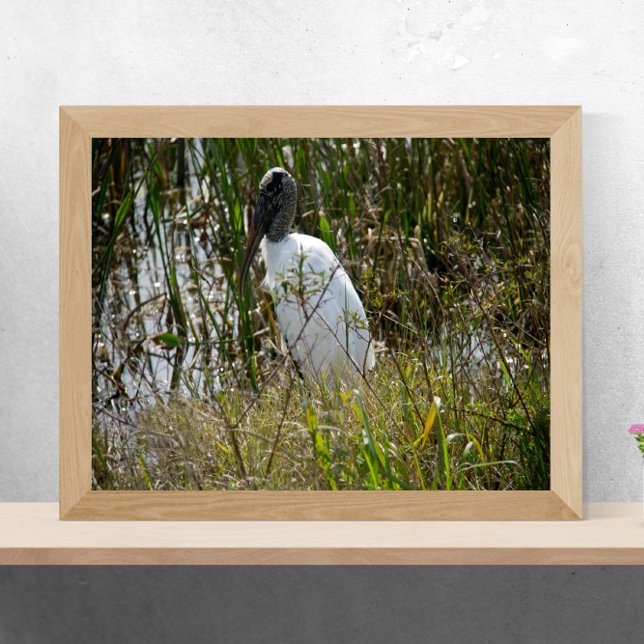 Holzstorch im Viera Wetlands Florida-Foto Poster (A poster of a wood stork enjoying some time in a marsh in Florida on a sunny day)