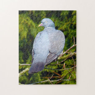 Holztaube Bird Puzzle