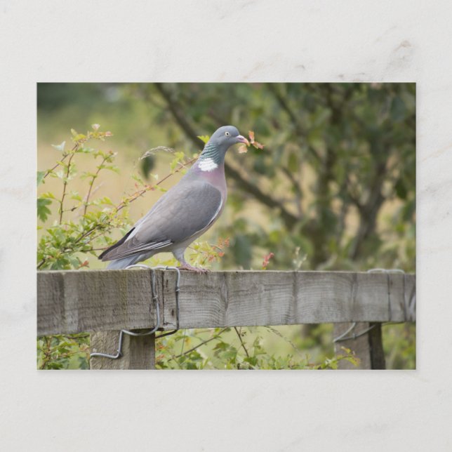 Holztaube Postkarte (Vorderseite)