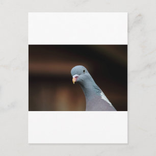 Holztaube Postkarte