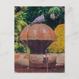 Holztaubenbrunnen Vintage Fotografie Postkarte