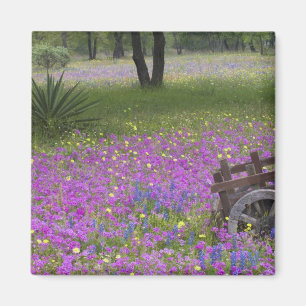 Holzwagen auf einem Feld mit Phlox, Blaue Hütchen Magnet