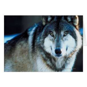 Holzwolf
