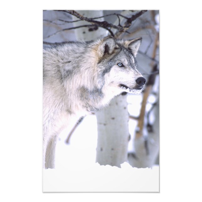 Holzwolf, Canis lupus, Film Animal Utah Fotodruck (Vorne)