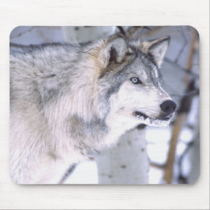 Holzwolf, Canis lupus, Film Animal Utah Mousepad
