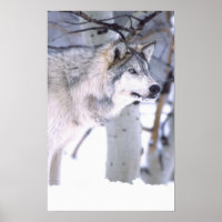 Holzwolf, Canis lupus, Film Animal Utah