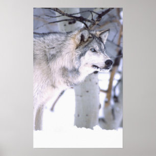 Holzwolf, Canis lupus, Film Animal Utah Poster