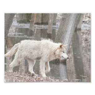 Holzwolf geht neben Wasser Fotodruck