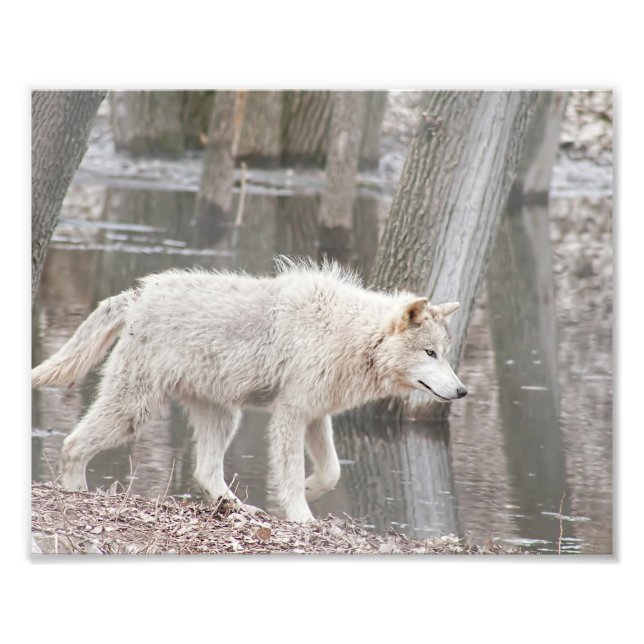Holzwolf geht neben Wasser Fotodruck (Vorne)