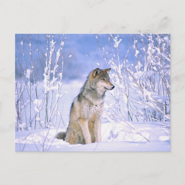 Holzwolf im Schnee, Canis lupus, Postkarte (Vorderseite)