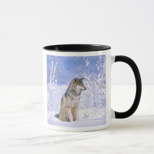 Holzwolf im Schnee, Canis lupus, Tasse