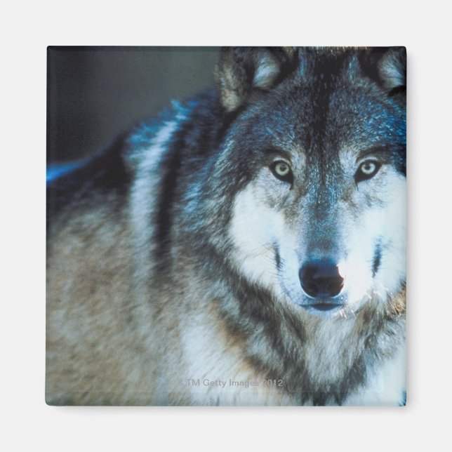 Holzwolf Magnet (Vorne)